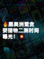 🔥黑美洲鹫贪婪猎物二测时间曝光！💥