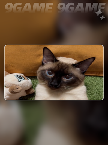 怪物猎人荒野捏脸猫咪暹罗猫怎么弄介绍截图3