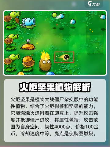 植物大战僵尸：火炬坚果🔥超神属性曝光！截图2