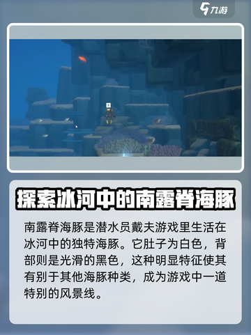 潜水员戴夫南露脊海豚在哪里介绍截图2