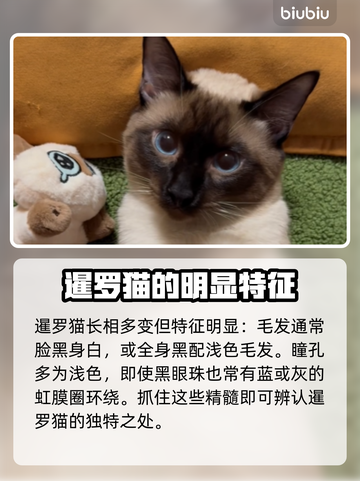 怪物猎人：荒野捏脸猫咪暹罗猫数据分享🎉截图2