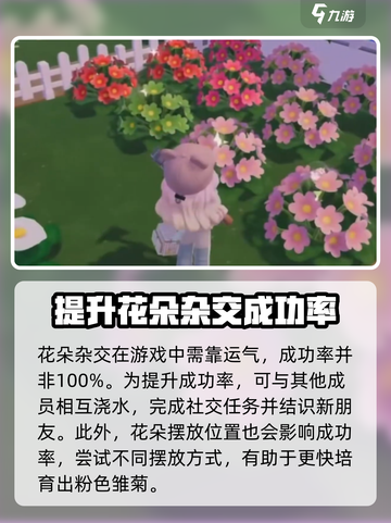 心动小镇🔥粉色雏菊培育秘籍🌷新手必看！截图4