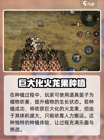 饥荒新家园🔥巨大火龙果种植秘籍💥截图5