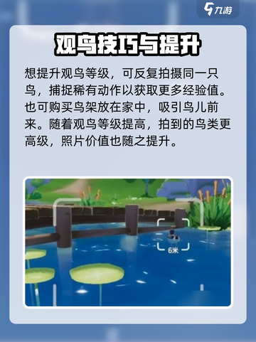 🎮心动小镇观鸟攻略！秒变鸟类大师🐦截图4