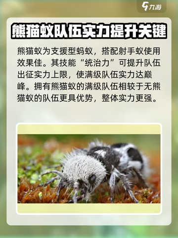 小小蚁国最强熊猫蚁阵容介绍截图2