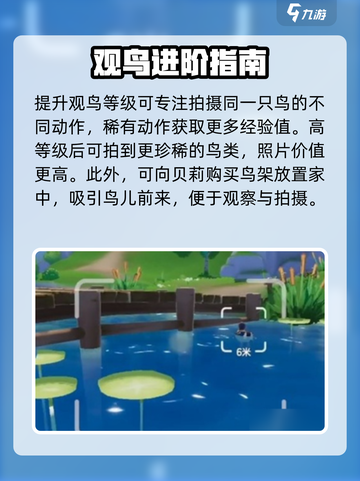 心动小镇观鸟秘籍！🐦速看截图4