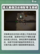 大江湖之苍龙与白鸟开局推荐介绍截图4