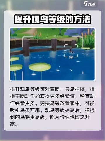 心动小镇观鸟操作怎么做介绍截图4