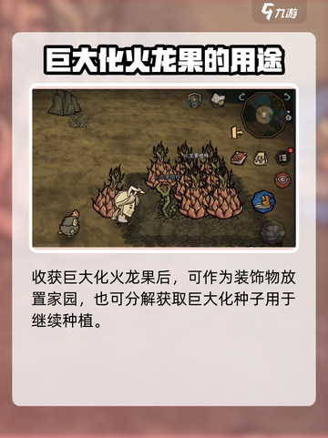 饥荒新家园🔥巨大火龙果种植秘籍💥截图6