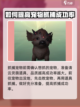 仙剑世界🔥珍稀宠物抓取攻略ペット截图4