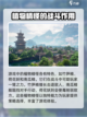 仙剑世界种植物属性大揭秘🔥游戏党必看！截图4