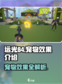 远光84宠物有哪些介绍