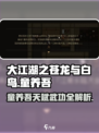 《大江湖之苍龙与白鸟》童养吾天赋武功全解析🔥