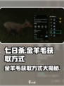 七日世界🔥金羊毛获取秘籍💡玩家必看！