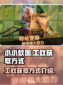 小小蚁国可以买几只工蚁介绍