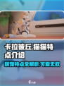 卡拉彼丘猫猫特点介绍介绍