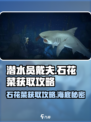 潜水员戴夫石花菜在哪介绍