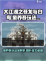 大江湖之苍龙与白鸟童养吾玩法介绍