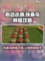 心动小镇扶桑花怎么种介绍