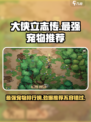 《大侠立志传》最强宠物🔥助你称霸江湖！