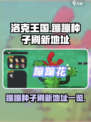 洛克王国世界蹦蹦种子在哪介绍