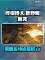 怪物猎人：荒野鹭鹰龙🔥超强解析来了！