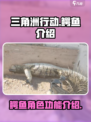 三角洲行动鳄鱼有什么用介绍