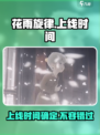 花雨旋律什么时候上线介绍