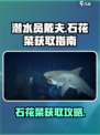 潜水员戴夫石花菜在哪介绍