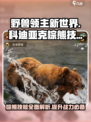 野兽领主新世界🔥科迪亚克棕熊技能效果超详解！🐻
