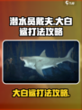 潜水员戴夫大白鲨怎么打介绍