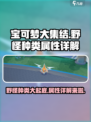 宝可梦大集结野怪有哪些介绍