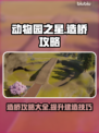 动物园之星造桥攻略🌟轻松搞定桥梁建设！