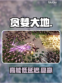 《贪婪大地》秒变丝滑！🚀