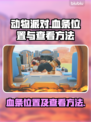 动物派对血条位置🔥超简单查看方法🎮