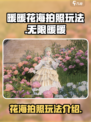 无限暖暖花海怎么拍照介绍