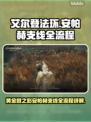 艾尔登法环⚡安帕赫支线全流程详解，必看！