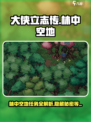 大侠立志传🔥林中空地任务攻略秘籍🎉