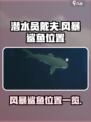 潜水员戴夫风暴鲨鱼在哪介绍