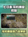 七日世界豹子怎么抓介绍