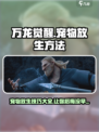 万龙觉醒🔥宠物放生技巧大曝光！💡