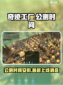 奇迹工厂公测时间是什么时候介绍