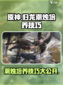 归龙潮烛培养技巧一览介绍