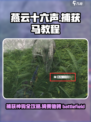 燕云十六声🔥抓马教程｜快速捕获马匹技巧🐎