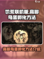 饥荒联机版高脚鸟蛋怎么孵化介绍