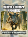野兽领主新世界非洲疣猪怎么样介绍