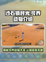《沙石镇时光》🔥超全可养动物大揭秘！ Gameplay必备✔