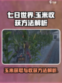七日世界手游玉米在哪里介绍
