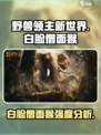 野兽领主新世界白脸僧面猴强吗介绍