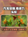 万龙觉醒毒液九头蛇怎么打介绍